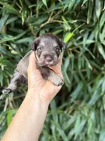 Mike , a male Miniature Schnauzer for sale in Glasgow, KY – 1 of 4