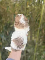 Faye , a female Cockapoo for sale in Glasgow, KY – Photo 3 of 4