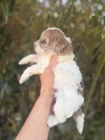 Faye , a female Cockapoo for sale in Glasgow, KY – Photo 2 of 4