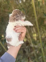 Faye , a female Cockapoo for sale in Glasgow, KY – Photo 4 of 4