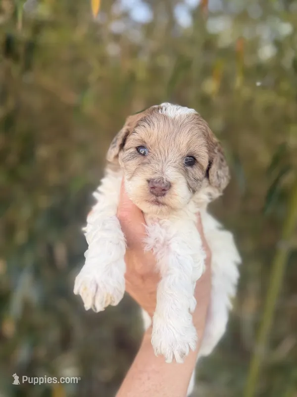 Faye  – Cockapoo puppy for sale in Glasgow, KY