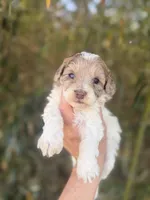 Faye , a female Cockapoo for sale in Glasgow, KY – Photo 1 of 4