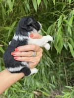 Thomas Franklin , a male Miniature Schnauzer for sale in Glasgow, KY – 3 of 4