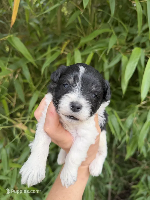 Thomas Franklin , a male Miniature Schnauzer for sale in Glasgow, KY – 1 of 4