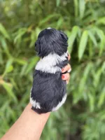 Thomas Franklin , a male Miniature Schnauzer for sale in Glasgow, KY – 2 of 4