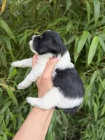 Thomas Franklin , a male Miniature Schnauzer for sale in Glasgow, KY – 4 of 4
