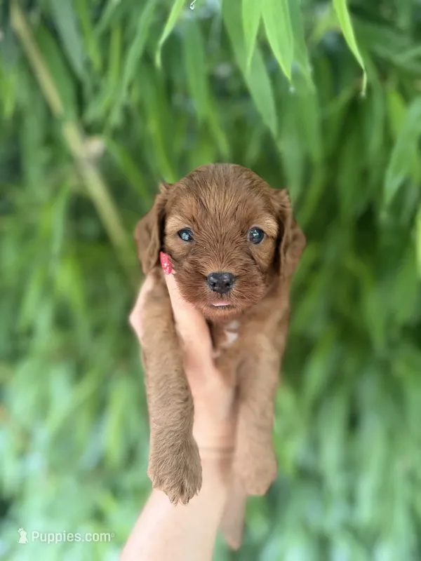 Red – Cavapoo puppy for sale in Glasgow, KY