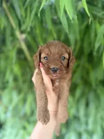 Red, a male Cavapoo for sale in Glasgow, KY – 1 of 2
