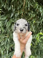 Sue , a female Goldendoodle for sale in Glasgow, KY – 1 of 2
