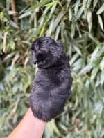 Lorie , a female Miniature Schnauzer for sale in Glasgow, KY – 2 of 2