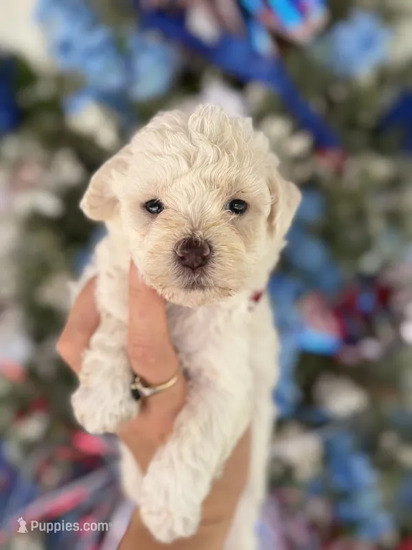Bertha  – Cockapoo puppy for sale in Glasgow, KY