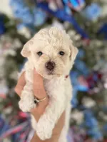 Bertha , a female Cockapoo for sale in Glasgow, KY – 1 of 4