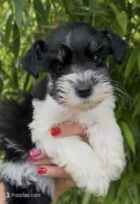 John C – Miniature Schnauzer puppy for sale in Glasgow, KY