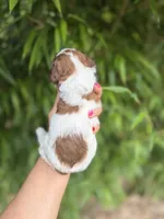 Vivian , a female Cockapoo for sale in Glasgow, KY – 2 of 4