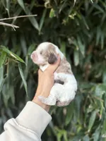 Pete, a male Cocker Spaniel for sale in Glasgow, KY – 2 of 4
