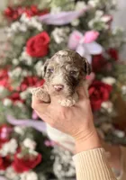 Ned, a male Goldendoodle for sale in Glasgow, KY – Photo 1 of 2