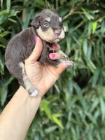 Matt , a male Miniature Schnauzer for sale in Glasgow, KY – 3 of 4