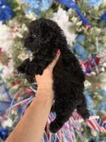 Beep, a male Cockapoo for sale in Glasgow, KY – 4 of 4