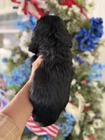 Licorice , a male Cocker Spaniel for sale in Glasgow, KY – 2 of 4
