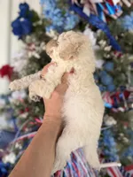 Bee , a female Cockapoo for sale in Glasgow, KY – 3 of 4