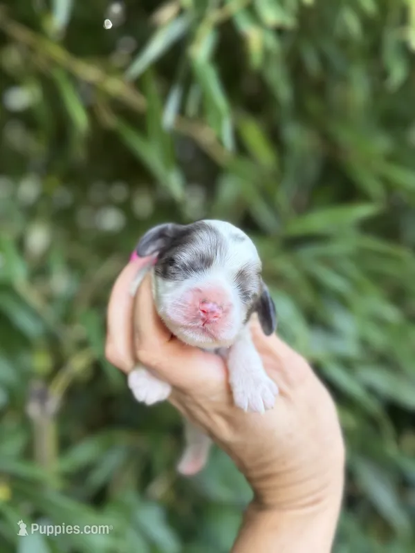 Zelda – Cocker Spaniel puppy for sale in Glasgow, KY