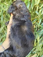 Beth, a female Cockapoo for sale in Glasgow, KY – 4 of 5