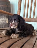 Ernest , a male Cocker Spaniel for sale in Glasgow, KY – 2 of 3