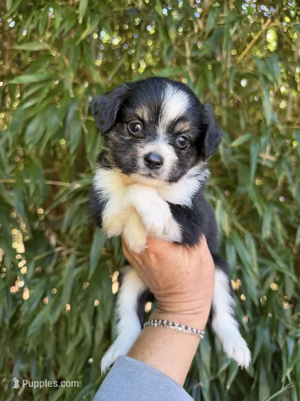 Addison – Miniature American Shepherd puppy for sale in Glasgow, KY