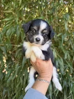 Addison, a female Miniature American Shepherd for sale in Glasgow, KY – 1 of 2