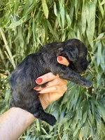 Beth, a female Cockapoo for sale in Glasgow, KY – 5 of 5