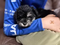 Callie , a female Miniature Schnauzer for sale in Glasgow, KY – 5 of 5