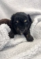 Bam Bam, a male Peekapoo for sale in Glasgow, KY – Photo 1 of 4