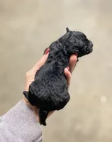 Bam Bam, a male Peekapoo for sale in Glasgow, KY – Photo 2 of 4