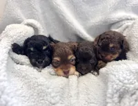 Bam Bam, a male Peekapoo for sale in Glasgow, KY – Photo 4 of 4