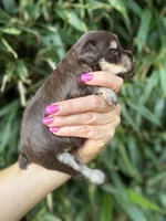Mort , a male Miniature Schnauzer for sale in Glasgow, KY – 3 of 4