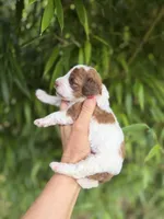 Vivian , a female Cockapoo for sale in Glasgow, KY – 4 of 4