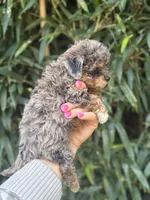 Unique , a female Cockapoo for sale in Glasgow, KY – 2 of 4