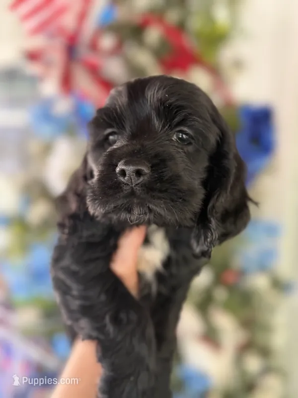 Licorice  – Cocker Spaniel puppy for sale in Glasgow, KY
