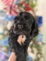 Licorice , a male Cocker Spaniel for sale in Glasgow, KY – 1 of 4