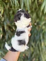 Buford, a male Cockapoo for sale in Glasgow, KY – 2 of 2