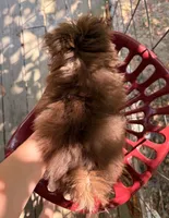Fozzy, a male Pomapoo for sale in Glasgow, KY – 4 of 5