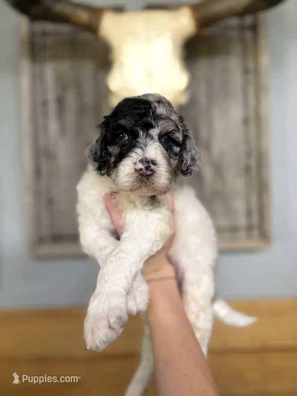 Mac  – Goldendoodle puppy for sale in Glasgow, KY