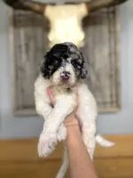 Mac , a male Goldendoodle for sale in Glasgow, KY – 1 of 2