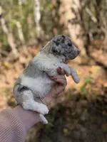 Floki , a male Aussiedoodle for sale in Glasgow, KY – 3 of 4