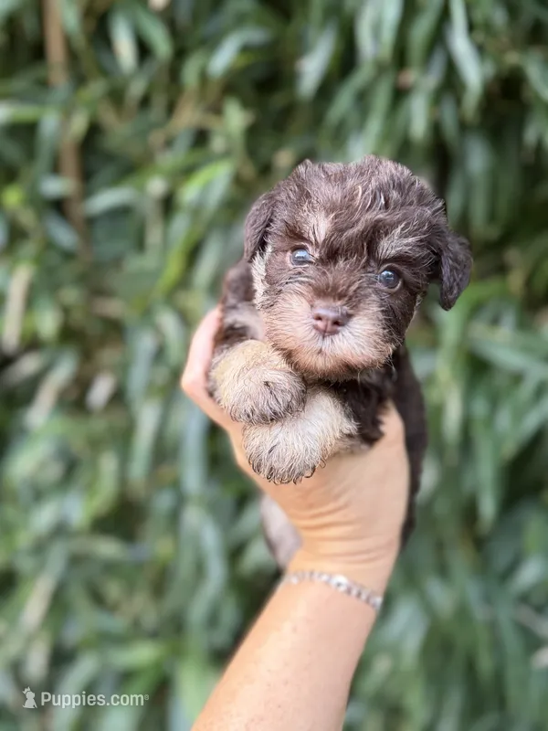Lexy   – Miniature Schnauzer puppy for sale in Glasgow, KY