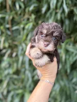 Lexy  , a female Miniature Schnauzer for sale in Glasgow, KY – 1 of 2