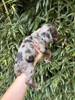 Pop Rock , a male Cocker Spaniel for sale in Glasgow, KY – 3 of 4