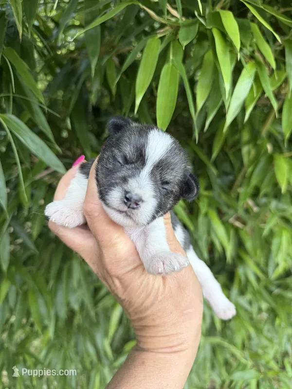Tyler  – Miniature Schnauzer puppy for sale in Glasgow, KY