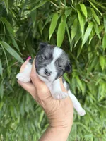 Tyler , a male Miniature Schnauzer for sale in Glasgow, KY – 1 of 2