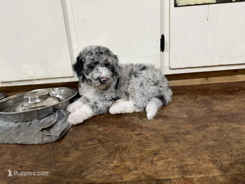 Fred – Aussiedoodle puppy for sale in Glasgow, KY